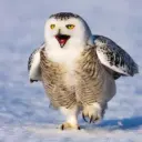 СОВА СКАЗАЛА