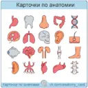 Карточки по анатомии