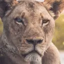 Мир животных