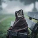 Кот Скрипалей (Z)