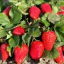 Огород с Вероникой