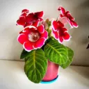 Комнатные цветы и растения🪴