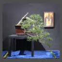 Мастерская бонсай и ниваки