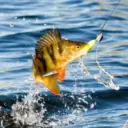 Рыбалка в Карелии