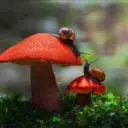 ГРИБНИКИ ПОДМОСКОВЬЯ