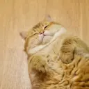 Кот Хосико