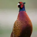 ГКУ КК «Кубанский фазан»