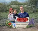 Ферма Лесниченко 🍓Клубника 💜Лаванда🌱Теплица
