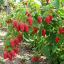 КФХ Чудо-Ягода | Саженцы и ягоды 👨‍🌾