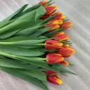 Горзеленхоз.Цветы.Иркутск