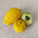 🍋 Лимон в каждый дом | Выращивание и уход