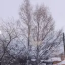 ГКУ СО Новолялинское лесничество