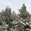 Главное управление лесами Челябинской области