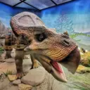 Государственный Дарвиновский музей