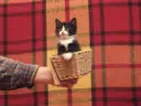 Котики-накотики коты/кошки/домашние животные /любимцы