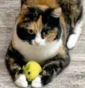 Котофеня