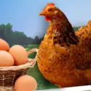 Птицеводство☭