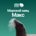 Морской заяц Макс
