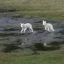 мышьяк