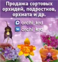 Продажа сортовых орхидей, подростков, орхиаты и т.д.