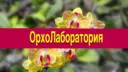Орхо Лаборатория| Выращиваем орхидеи с нуля