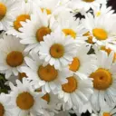 СТИЛЬНЫЕ ОТКРЫТКИ