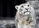 Сайлюгемский национальный парк
