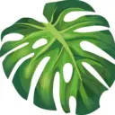 Плантас | про комнатные растения и цветы