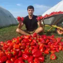 Тепличный бизнес в деревне