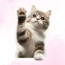 Весёлые лапки