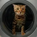 Усы, лапы и хвост!🐾