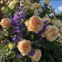 ЗАКУПКИ Юлин сад