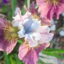 Иридарий. Каталог многолетников. Профсемена.Иркутск - Иркутская область.