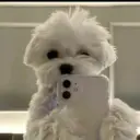 🐶ПёсоФФФ | Собаки без фильтра