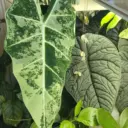 ПРО Комнатные цветы в ЕКБ